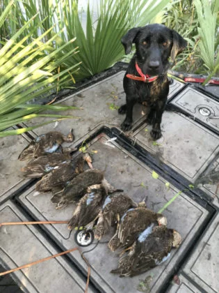 Duck Hunting Trips Apalachicola Florida Duck Hunting Trips Apalachicola Florida